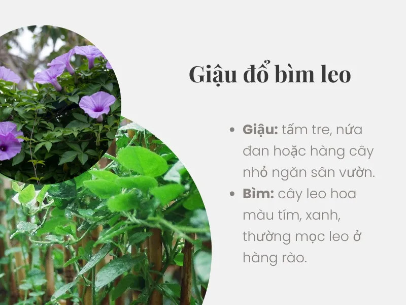 Hình ảnh minh họa hàng rào đổ và cây bìm bìm đang leo bám, thể hiện thành ngữ "Giậu đổ bìm leo"
