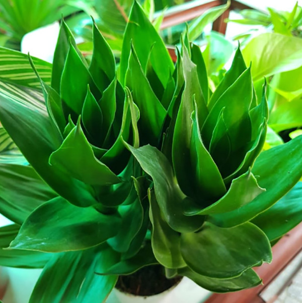 Cây phát tài búp sen trồng thủy sinh