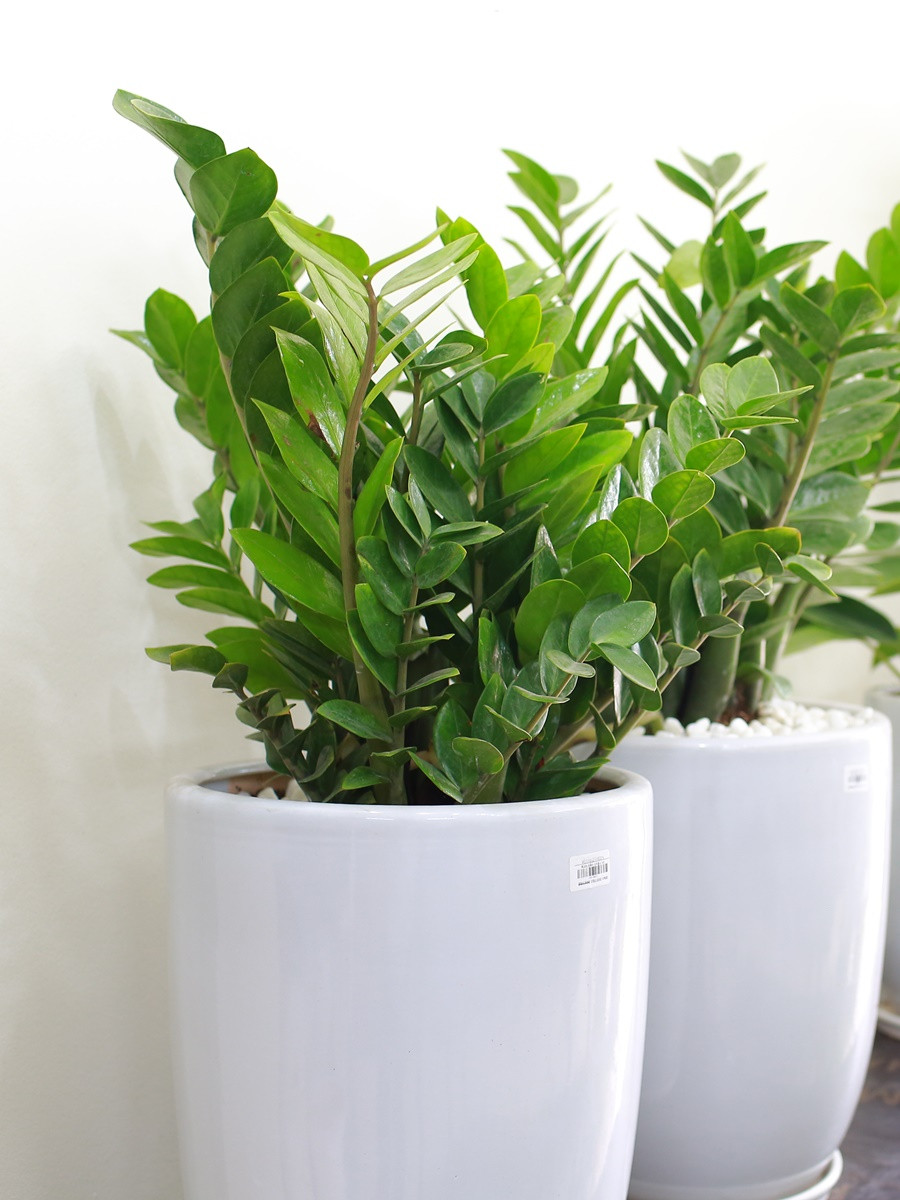 Cây kim tiền trong chậu sứ vuông