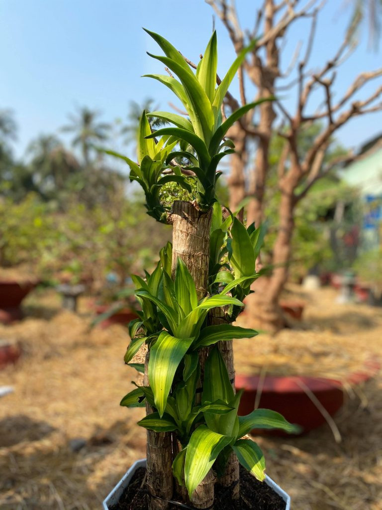 Cây phát tài mang ý nghĩa phong thủy tốt đẹp