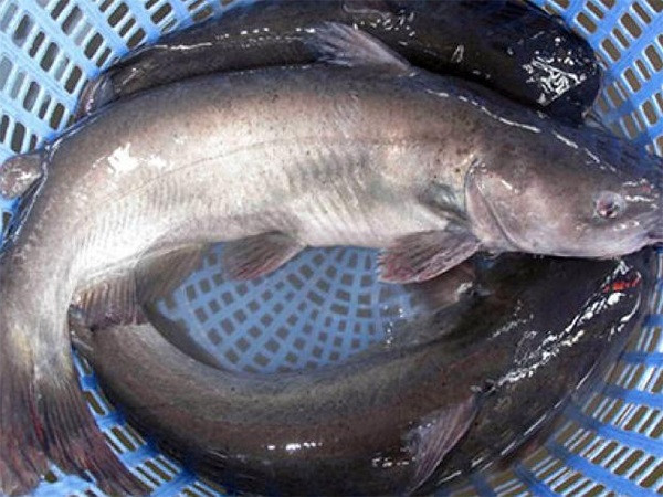 Cá nheo có lớp da trơn đặc trưng, không vảy, đầu hơi bẹt và râu dài ở hàm trên