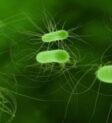 Vi khuẩn E. coli gây nhiễm trùng đường ruột