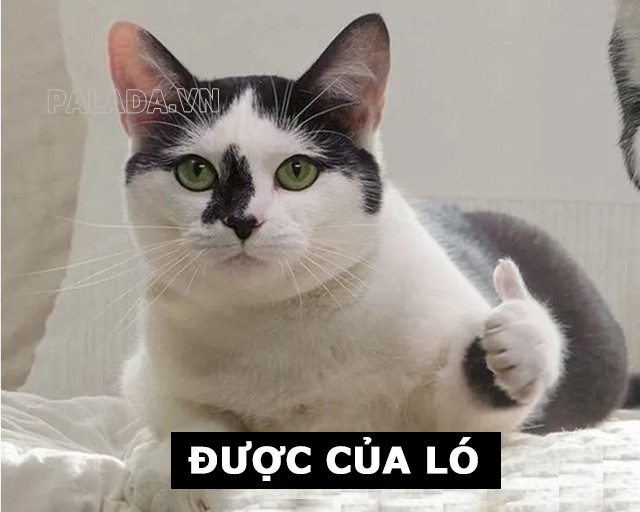 Meme "được của ló" được giới trẻ yêu thích và sử dụng rộng rãi trên mạng xã hội, thể hiện sự hài hước và sáng tạo.