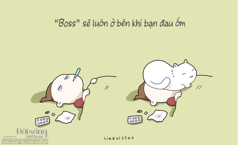 Con sen vÃ  Boss