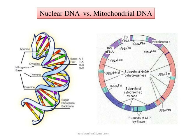 mt-dna-7-638