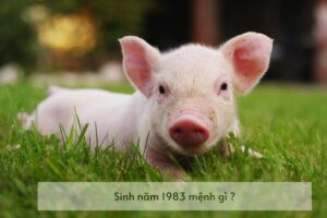 Người sinh năm 1983 Quý Hợi mệnh gì alt= "Hình ảnh biển cả bao la, tượng trưng cho mệnh Đại Hải Thủy của người sinh năm 1983, thể hiện sự mạnh mẽ, phóng khoáng và tiềm năng vô tận."