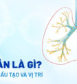 Cấu trúc phế quản và phổi giúp trao đổi khí