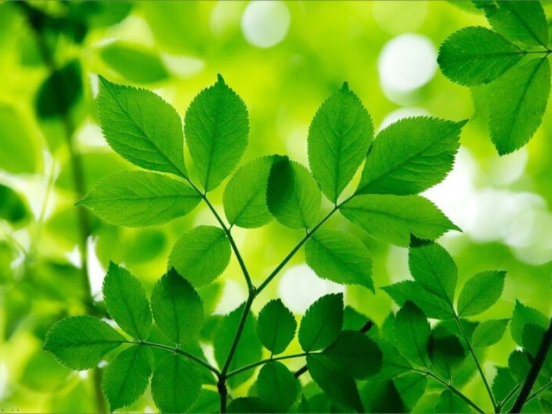 Ý nghĩa của màu xanh lục theo sắc thái đậm nhạt khác nhau