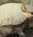 Armadillo hồng nhỏ bé với lớp vỏ màu hồng đặc trưng, đào hang trong môi trường sống khô cằn