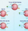 Món tráng miệng thạch rau câu nhiều màu sắc