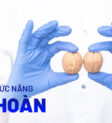 tinh hoàn