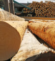 Gỗ thô Timber là gì? Khái niệm, đặc điểm và ứng dụng trong đời sống