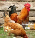 Gà trống oai vệ, biểu tượng của tuổi Dậu, năm 2017