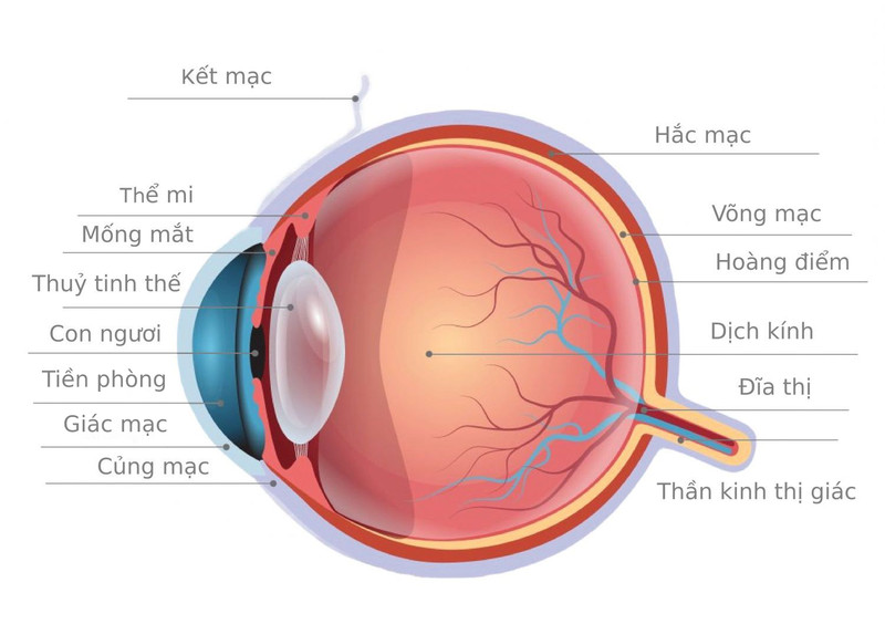 Củng mạc mắt là lớp màng xơ cứng, màu trắng bao bọc phần lớn nhãn cầu, giúp bảo vệ và duy trì hình dạng của mắt.