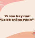 Con bò nhởn nhơ gặm cỏ, răng trắng nổi bật, một hình ảnh quen thuộc trong văn hóa Việt Nam