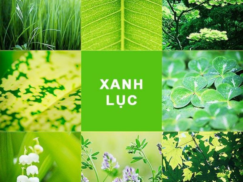 Hình ảnh lá cây xanh tươi